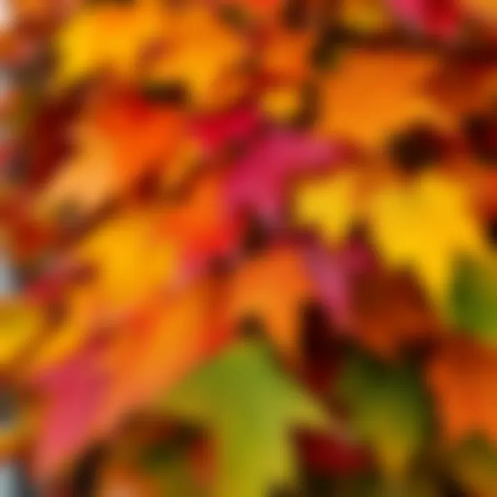 A close-up of vibrant autumn leaves transitioning from green to shades of orange and red, symbolizing the change of seasons.