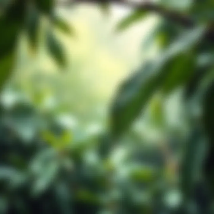 Raindrops gently falling on green leaves, creating a serene atmosphere on a rainy day.