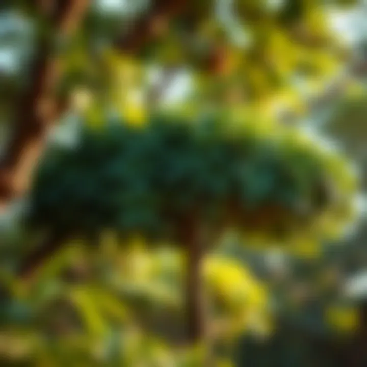 A rubber tree surrounded by greenery, illustrating its role in the ecosystem and its impact on the environment.