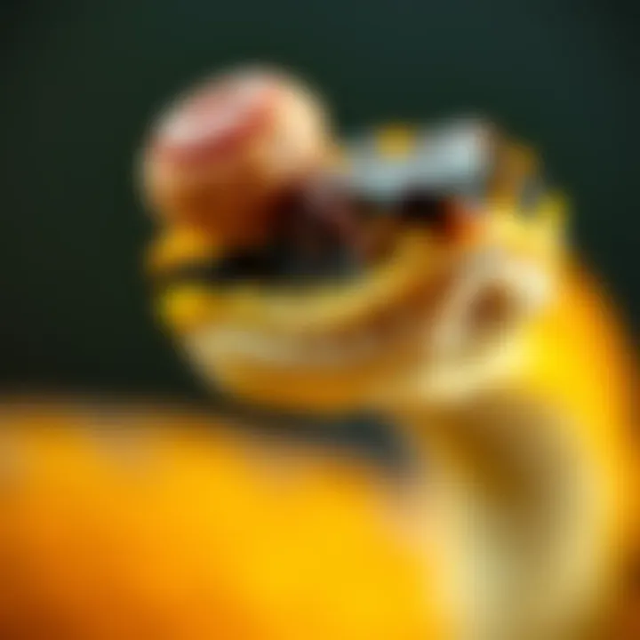 Close-up of a snake showing an odd growth on its head