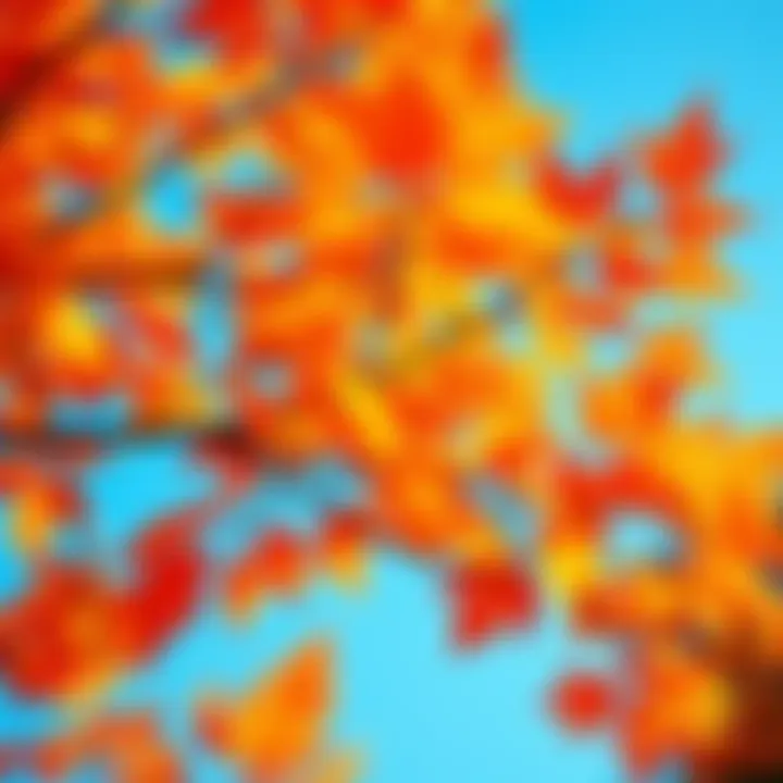Vibrant fall leaves in Texas with a clear blue sky