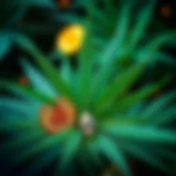 A graphic showing cannabis leaves and cryptocurrency symbols like Bitcoin and Ethereum intertwined, symbolizing the relationship between THC and crypto investments.