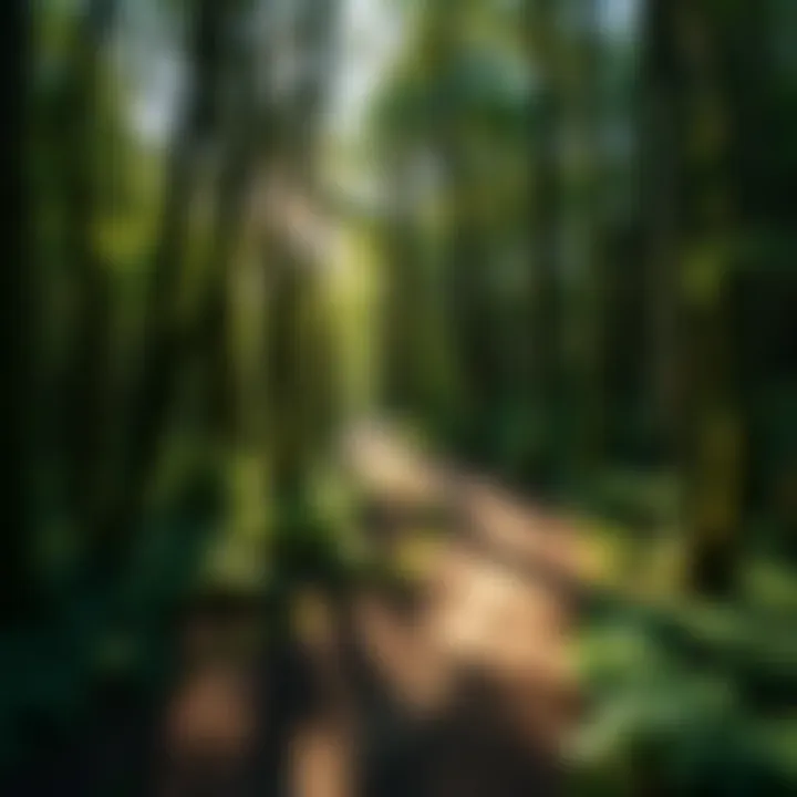 A winding path through a forest with sunlight breaking through the trees, symbolizing life's unexpected turns.
